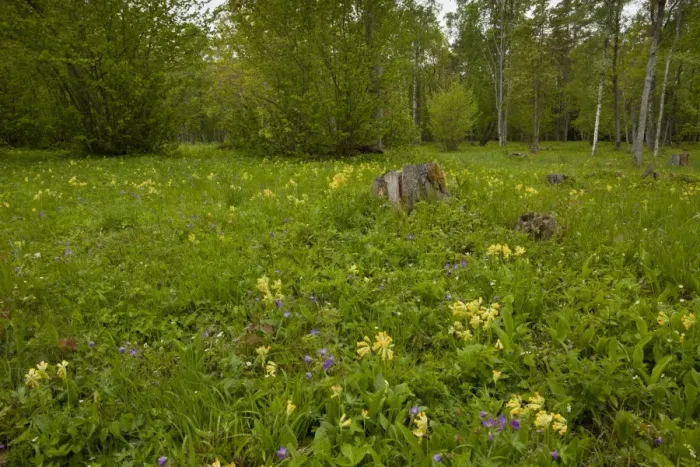Framed Print : Cowslip (Primula veris) and Wood Cranesbill (Geranium sylvaticum) flowering, growing in wooded meadow habitat, Tagamoisa Nature Reserve, Saaremaa Island, Estonia, may Framed Print : Cowslip (Primula veris) and Wood Cranesbill (Geranium sylvaticum) flowering, growing in wooded meadow habitat, Tagamoisa Nature Reserve, Saaremaa Island, Estonia, may