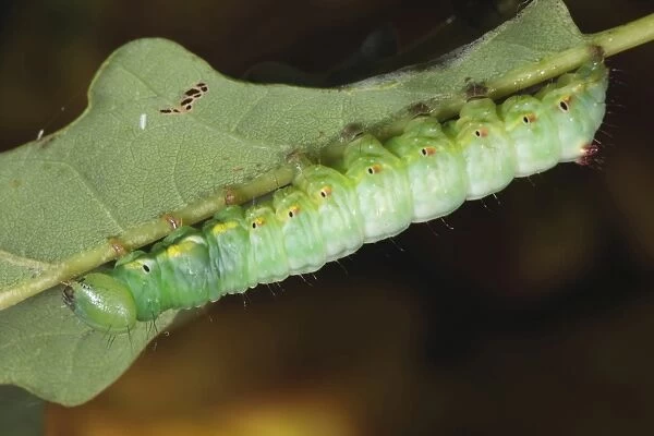 Coxcomb Prominent (Ptilodon capucina) full-grown larva, feeding on oak leaf, Powys, Wales, October