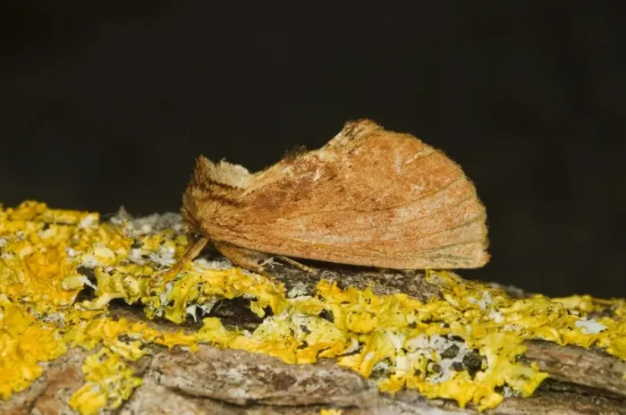 Framed Print : Coxcomb Prominent (Ptilodon capucina) adult, resting on lichen, Norfolk, England, july Framed Print : Coxcomb Prominent (Ptilodon capucina) adult, resting on lichen, Norfolk, England, july
