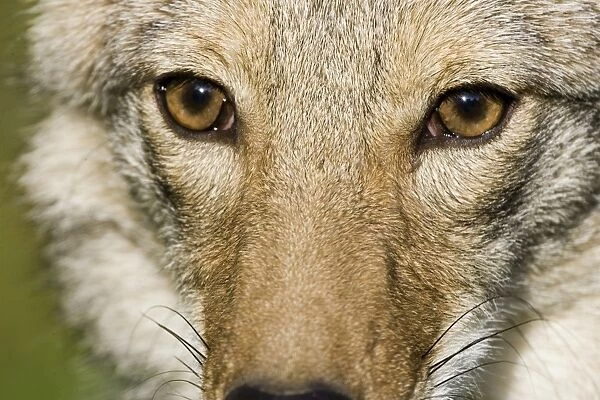 Coyote (Canis latrans) adult, close-up of face, U. S. A