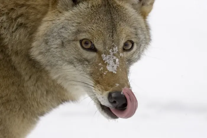 Framed Print : Coyote (Canis latrans) adult, close-up of head, licking nose in snow, U. S. A. winter Framed Print : Coyote (Canis latrans) adult, close-up of head, licking nose in snow, U. S. A. winter
