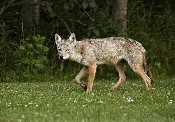 Coyote (Canis latrans) adult female, walking on grass, Elk Island N. P. Alberta, Canada, July