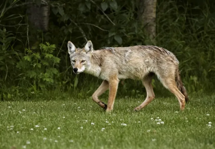 Framed Print : Coyote (Canis latrans) adult female, walking on grass, Elk Island N. P. Alberta, Canada, July Framed Print : Coyote (Canis latrans) adult female, walking on grass, Elk Island N. P. Alberta, Canada, July