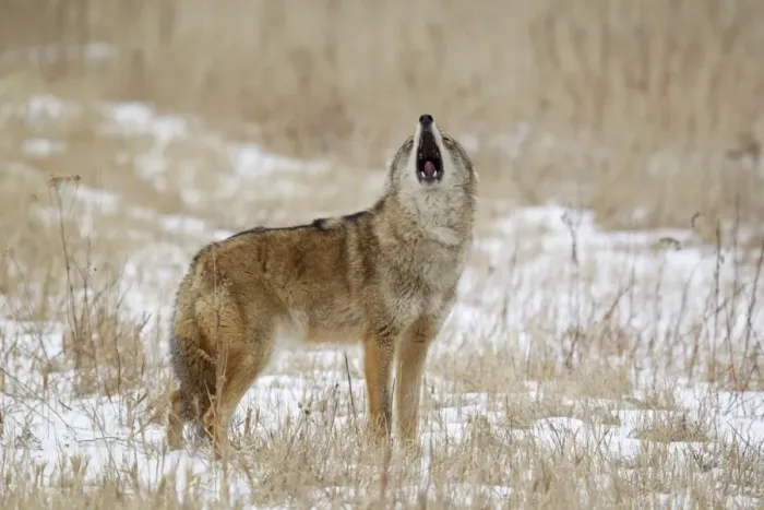 Framed Print : Coyote (Canis latrans) adult, howling, standing in snow covered field, Minnesota, U. S. A. January (captive) Framed Print : Coyote (Canis latrans) adult, howling, standing in snow covered field, Minnesota, U. S. A. January (captive)