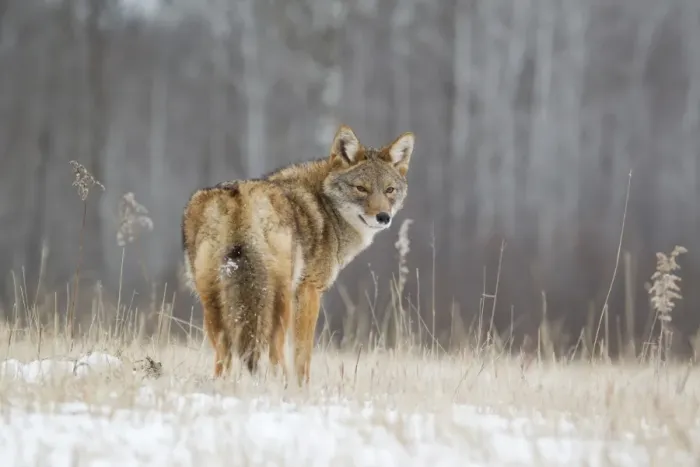 Framed Print : Coyote (Canis latrans) adult, looking over shoulder, standing in snow covered field, Minnesota, U. S. A