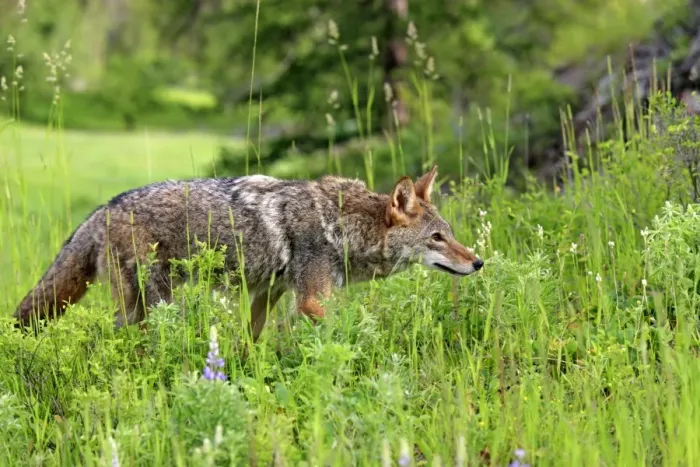 Framed Print : Coyote (Canis latrans) adult, prowling in meadow, Montana, U. S. A. june (captive) Framed Print : Coyote (Canis latrans) adult, prowling in meadow, Montana, U. S. A. june (captive)
