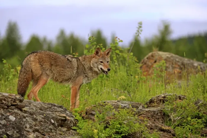 Framed Print : Coyote (Canis latrans) adult, standing on rocks, Montana, U. S. A. june (captive) Framed Print : Coyote (Canis latrans) adult, standing on rocks, Montana, U. S. A. june (captive)