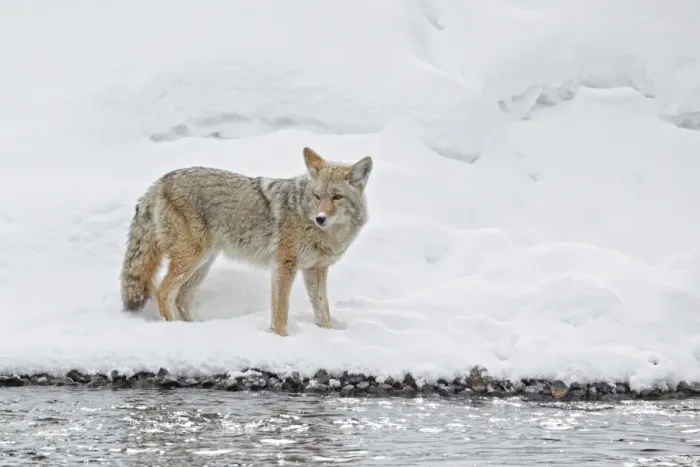Framed Print : Coyote (Canis latrans) adult, standing in snow beside river, Yellowstone N. P. Wyoming, U. S. A. february Framed Print : Coyote (Canis latrans) adult, standing in snow beside river, Yellowstone N. P. Wyoming, U. S. A. february