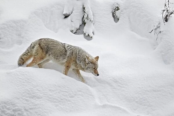 Coyote (Canis latrans) adult, walking in deep snow, Yellowstone N. P. Wyoming, U. S. A. february