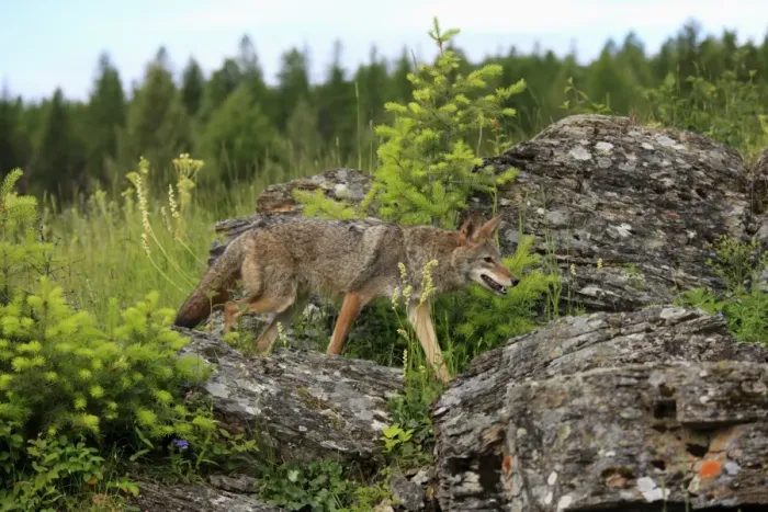 Framed Print : Coyote (Canis latrans) adult, walking on rocks, Montana, U. S. A. june (captive) Framed Print : Coyote (Canis latrans) adult, walking on rocks, Montana, U. S. A. june (captive)