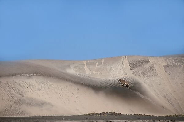 Coyote (Canis latrans) adult, walking up sand dune in coastal habitat, Puerto Lopez Mateos, Baja California Sur