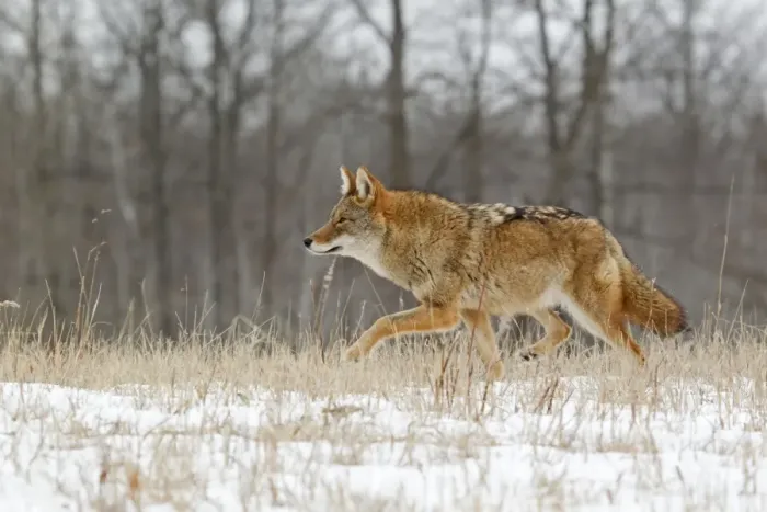 Framed Print : Coyote (Canis latrans) adult, walking in snow covered field, Minnesota, U. S. A. January (captive) Framed Print : Coyote (Canis latrans) adult, walking in snow covered field, Minnesota, U. S. A. January (captive)