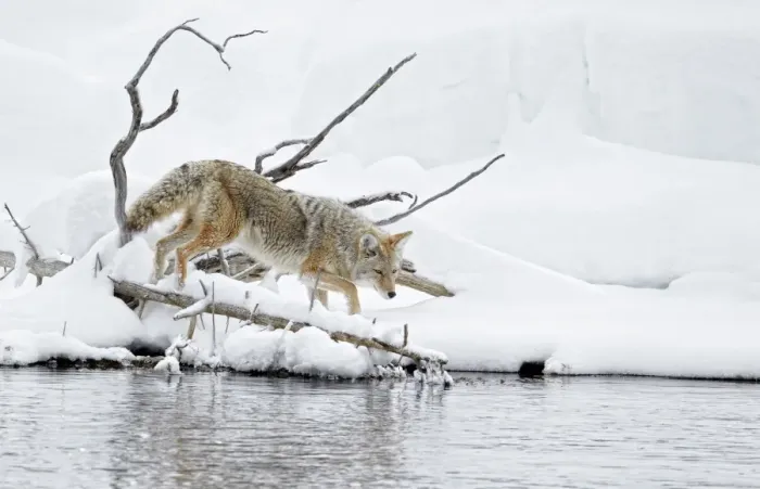 Framed Print : Coyote (Canis latrans) adult, walking in snow beside river, Yellowstone N. P. Wyoming, U. S. A. february Framed Print : Coyote (Canis latrans) adult, walking in snow beside river, Yellowstone N. P. Wyoming, U. S. A. february
