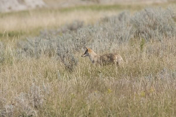 Coyote (Canis latrans) immature, hunting in long grass, Theodore Roosevelt N. P. North Dakota, U. S. A. august