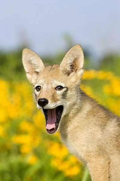 Coyote (Canis latrans) two-month old pup, yawning, close-up of head, U. S. A