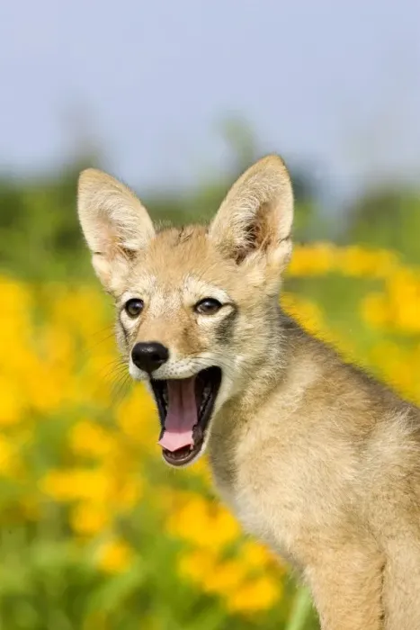 Framed Print : Coyote (Canis latrans) two-month old pup, yawning, close-up of head, U. S. A Framed Print : Coyote (Canis latrans) two-month old pup, yawning, close-up of head, U. S. A