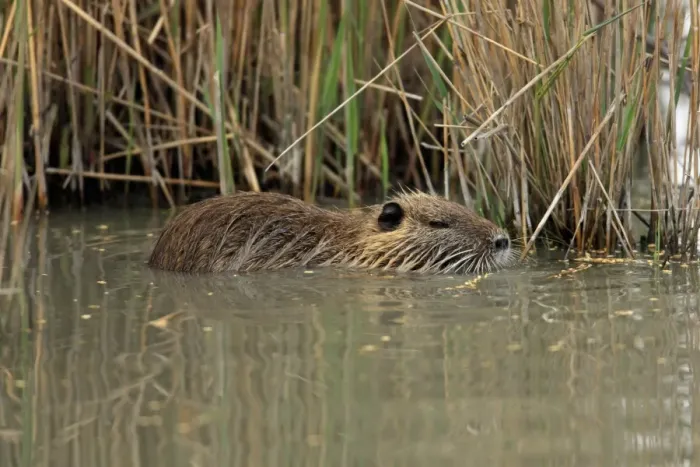 Framed Print : Coypu (Myocastor coypus) introduced species, adult, in water at edge of reedbed, Saintes Marie de la Mer, Camargue Framed Print : Coypu (Myocastor coypus) introduced species, adult, in water at edge of reedbed, Saintes Marie de la Mer, Camargue