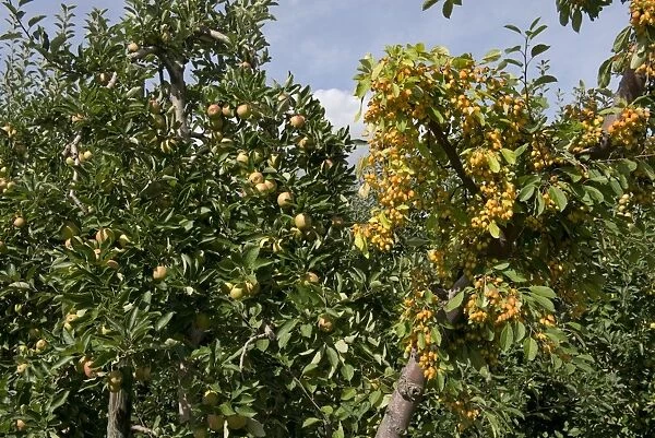 Crab apple pollinator in fruit at the end of heavily fruiting ripe cordon apples on the trees near