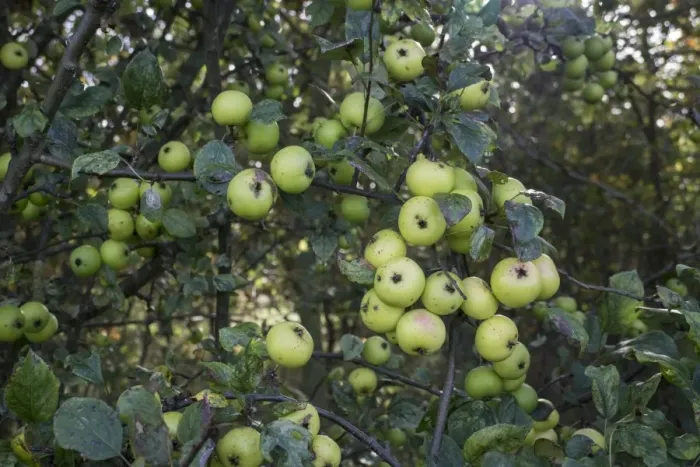 Framed Print : Crab Apples growing in a hedgerow Framed Print : Crab Apples growing in a hedgerow
