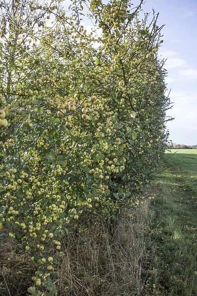Crab Apples growing in a hedgerow