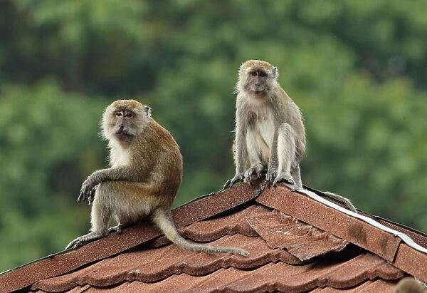 Crab-eating Macaque (Macaca fascicularis) adult male and female, sitting on roof, Taman Negara N. P