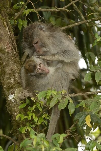 Crab-eating Macaque (Macaca fascicularis) adult female with baby, grooming in tree, Bali, Lesser Sunda Islands