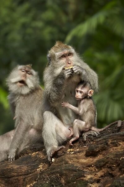 Crab-eating Macaque (Macaca fascicularis) adult female with baby, feeding, Sacred Monkey Forest Sanctuary, Ubud, Bali
