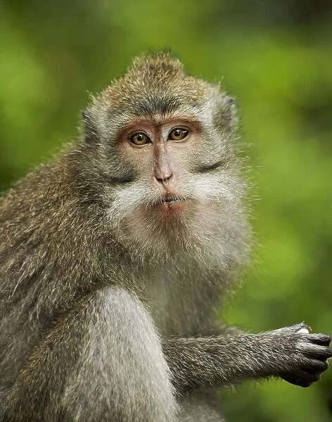 Crab-eating Macaque (Macaca fascicularis) immature female, close-up of head, Sacred Monkey Forest Sanctuary, Ubud