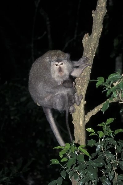 Crab-eating Macaque (Macaca fascicularis) Female with young  /  Bali