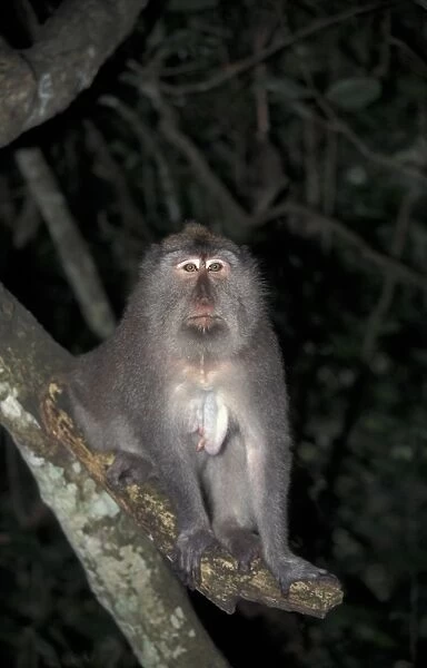 Crab-eating Macaque (Macaca fascicularis) Female  /  Bali