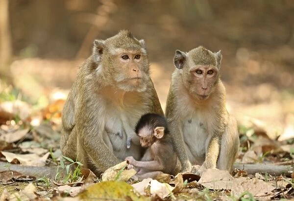 Crab-eating Macaque (Macaca fascicularis) mature adult female with baby and young female, sitting together, Angkor Wat