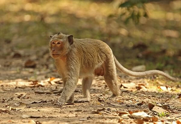 Crab-eating Macaque (Macaca fascicularis) adult male, walking on track, Angkor Wat, Siem Reap, Cambodia, January