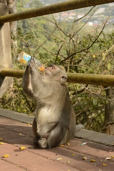 Crab-eating Macaque (Macaca fascicularis) adult, drinking juice from plastic bottle, Bali, Lesser Sunda Islands