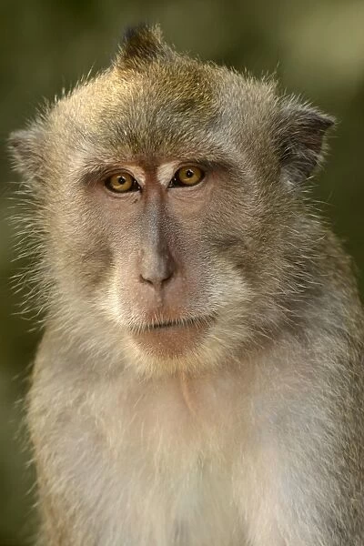 Crab-eating Macaque (Macaca fascicularis) adult, close-up of head, Bali, Lesser Sunda Islands, Indonesia, October