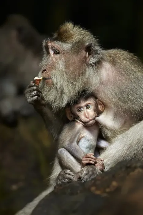 Framed Print : Crab-eating Macaque (Macaca fascicularis) adult female with baby, suckling, Sacred Monkey Forest Sanctuary, Ubud, Bali Framed Print : Crab-eating Macaque (Macaca fascicularis) adult female with baby, suckling, Sacred Monkey Forest Sanctuary, Ubud, Bali