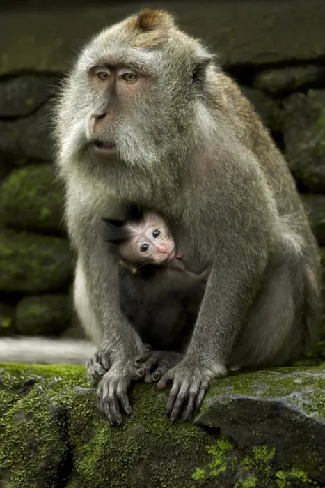 Framed Print : Crab-eating Macaque (Macaca fascicularis) adult female with baby, Sacred Monkey Forest Sanctuary, Ubud, Bali
