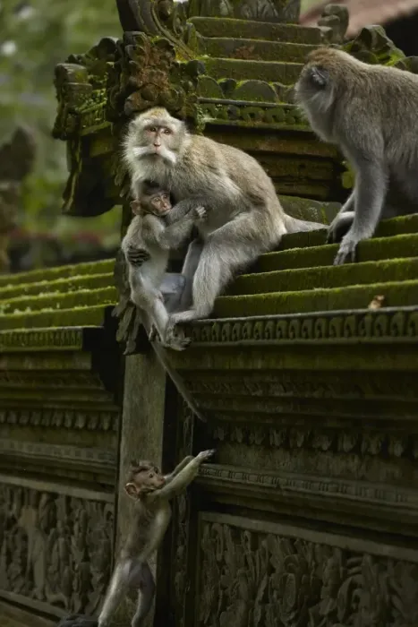 Framed Print : Crab-eating Macaque (Macaca fascicularis) adult females, helping young to climb wall, Sacred Monkey Forest Sanctuary Framed Print : Crab-eating Macaque (Macaca fascicularis) adult females, helping young to climb wall, Sacred Monkey Forest Sanctuary