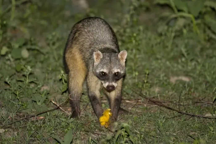 Framed Print : Crab-eating Raccoon (Procyon cancrivorus) adult, feeding on mango at night, Pantanal, Mato Grosso, Brazil Framed Print : Crab-eating Raccoon (Procyon cancrivorus) adult, feeding on mango at night, Pantanal, Mato Grosso, Brazil