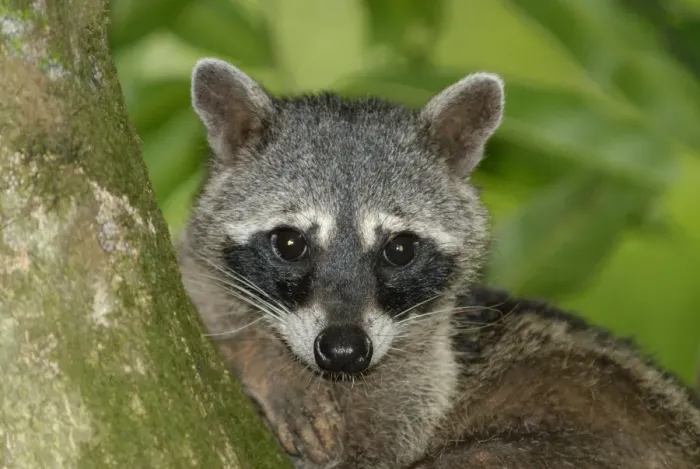 Framed Print : Crab-eating Raccoon (Procyon cancrivorus) adult, close-up of head, resting on tree branch in rainforest Framed Print : Crab-eating Raccoon (Procyon cancrivorus) adult, close-up of head, resting on tree branch in rainforest