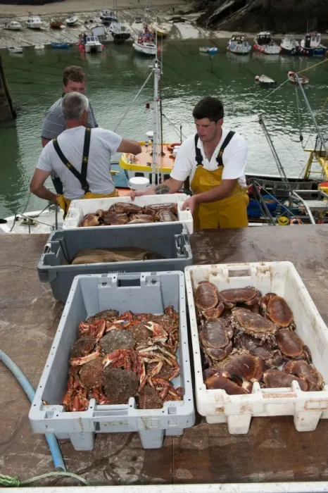 Framed Print : Crab fishing, fishermen landing Spiny Spider Crab (Maia squinado) and Edible Crab (Cancer pagurus) catch at harbour Framed Print : Crab fishing, fishermen landing Spiny Spider Crab (Maia squinado) and Edible Crab (Cancer pagurus) catch at harbour