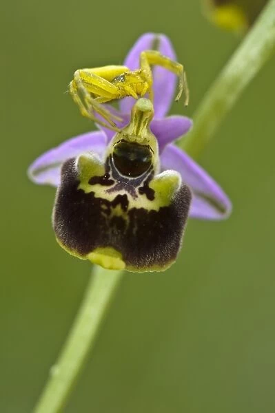 Crab Spider (Thomisus onustus) adult female, waiting for prey on Bumblebee Orchid (Ophrys holosericea) flower, Italy, may