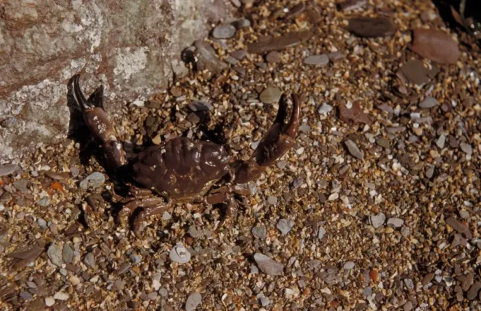 Framed Print : Crab - Xantho incisus In degensive attitude on seashore / Wembury, South Devon Framed Print : Crab - Xantho incisus In degensive attitude on seashore / Wembury, South Devon