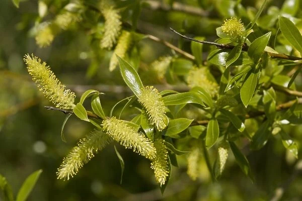 Crack Willow (Salix fragilis) close-up of flowers and leaves, North Meadow, Thames Floodplain, Wiltshire, England, May