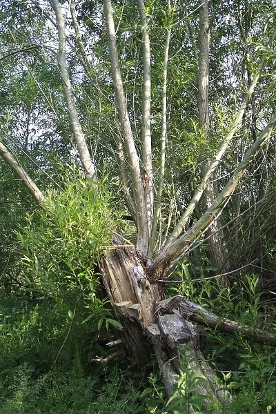 Crack Willow (Salix fragilis) habit, split and fallen trunk with regrowth, growing in wet woodland
