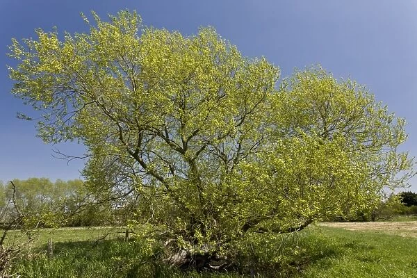 Crack Willow (Salix fragilis) habit, North Meadow, Thames Floodplain, Wiltshire, England, May