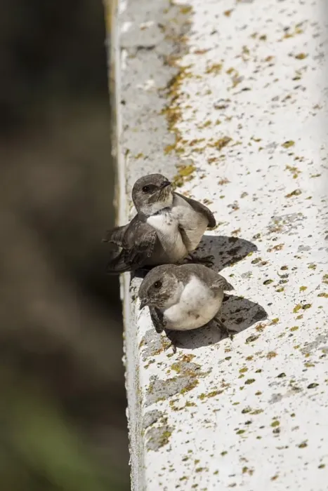 Framed Print : Crag Martin pair perched on side of bridge, Extremadura, Spain Framed Print : Crag Martin pair perched on side of bridge, Extremadura, Spain