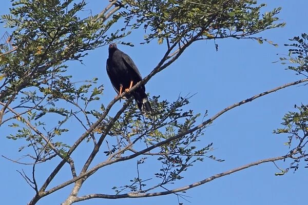 Crane Hawk (Geranospiza caerulescens) adult, perched on branch in tree, Costa Rica, february