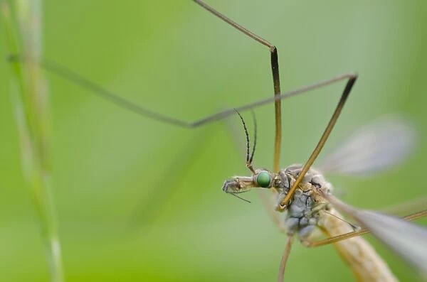 Cranefly (Tipulidae sp. ) adult, Idle Valley Nature Reserve, Nottinghamshire, England, May