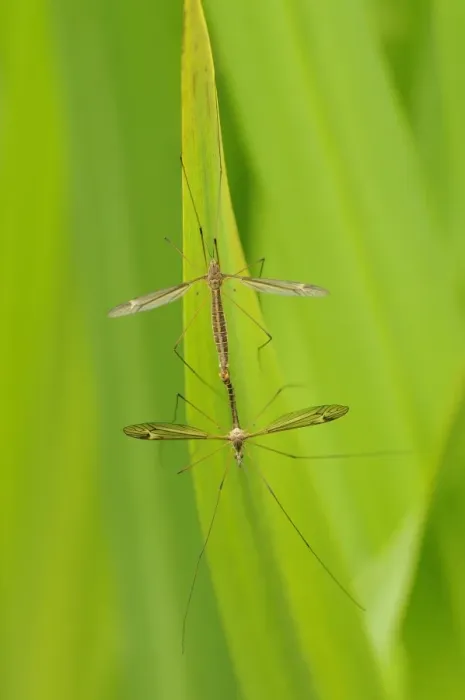 Framed Print : Cranefly (Tipulidae sp. ) adult pair, mating on leaf, Oxfordshire, England, June Framed Print : Cranefly (Tipulidae sp. ) adult pair, mating on leaf, Oxfordshire, England, June