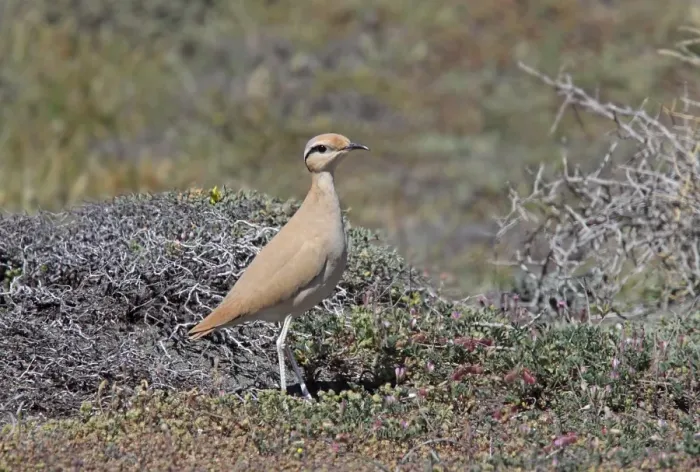 Framed Print : Cream-coloured Courser (Cursorius cursor) adult, standing in low scrub, Cyprus Framed Print : Cream-coloured Courser (Cursorius cursor) adult, standing in low scrub, Cyprus